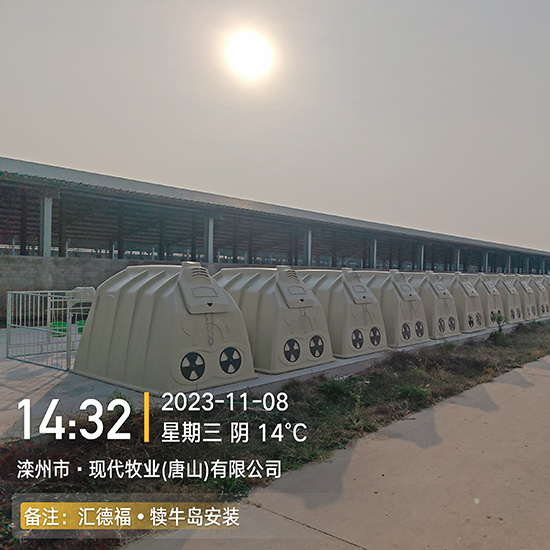 犊牛岛